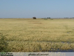 مدیرجهادکشاورزی هندیجان خبر: تأیید و تصویب تسهیلات اشتغال فراگیر و روستایی مدیرجهادکشاورزی هندیجان خبر: تأیید و تصویب تسهیلات اشتغال فراگیر و روستایی