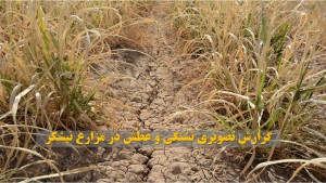 مدیرعامل شرکت توسعه نیشکر و صنایع جانبی تشریح کرد: خسارات بیآبی و قطعی برق به “نیشکر” از مزرعه تا کارخانه مدیرعامل شرکت توسعه نیشکر و صنایع جانبی تشریح کرد: خسارات بیآبی و قطعی برق به “نیشکر” از مزرعه تا کارخانه