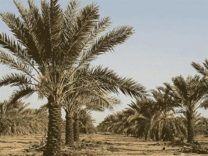 نماینده مردم شادگان در مجلس مطرح کرد؛ سوءمدیریت استاندار و مدیرکل جهادکشاورزی خوزستان عامل نرسیدن آب به نخیلات شادگان نماینده مردم شادگان در مجلس مطرح کرد؛ سوءمدیریت استاندار و مدیرکل جهادکشاورزی خوزستان عامل نرسیدن آب به نخیلات شادگان