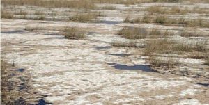 جمعی از اساتید دانشگاه چمران خواستار شدند آبگیری دائمی تالاب هورالعظیم راه کنترل سیلاب خوزستان است جمعی از اساتید دانشگاه چمران خواستار شدند آبگیری دائمی تالاب هورالعظیم راه کنترل سیلاب خوزستان است