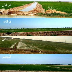 ۶ هزار هکتار از اراضی شادگان زیرکشت برنج عنبربو رفته است ۶ هزار هکتار از اراضی شادگان زیرکشت برنج عنبربو رفته است